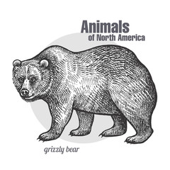 Animal of North America Grizzly bear.