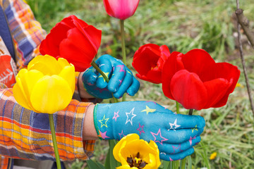 Fototapeta na wymiar Tulips in the garden