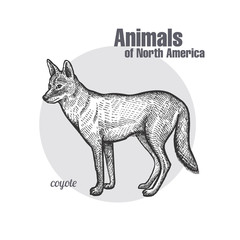 Naklejka premium Coyote. Animals of North America series.