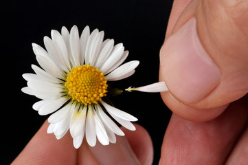 Effeuillage de la marguerite 
