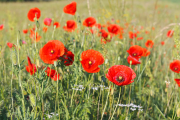 Red poppies in the meadow