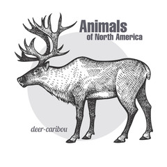 Obraz premium Deer caribou. Animals of North America series.