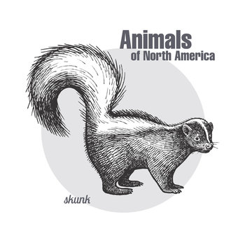 Animal of North America Skunk.