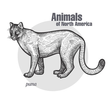 Animal of North America Puma.
