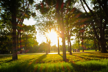 Park sunset with light shade on the tree