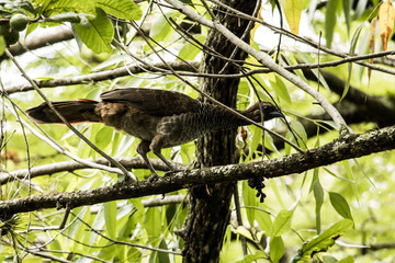 Speckled Chachalaca