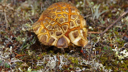 seta tortuga