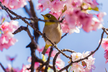 The Japanese White-eye.The background is cherry blossoms. Located in Tokyo Prefecture Japan.