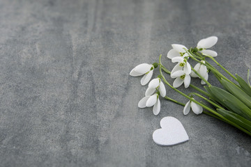 Bouquet of snowdrops on gray stone  background with copy space for message. First spring flowers. Greeting card for Valentine's Day, Woman's Day and Mother's Day holidays. Soft focus.
