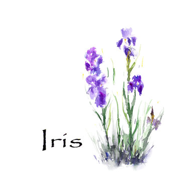 Iris flower. Watercolor flowers illustration on white  background.