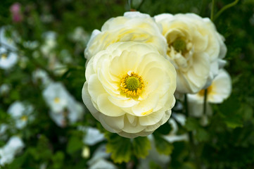 Beautiful cream anemone flowers on flowerbed