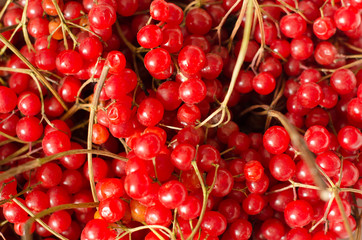 red viburnum
