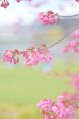 sakura in Japan