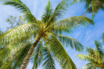 Fototapeta premium Coconut palm tree blue sky