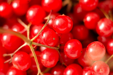 red viburnum