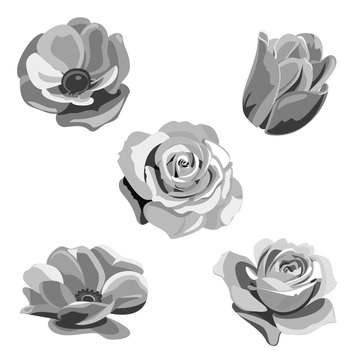 Set of monochromatic grayscale flowers and buds: rose, anemone, poppy, tulip, briar on white background, digital draw illustration, collection for design, vector