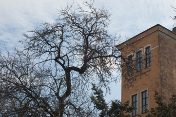 A tower against the background of a tree and a spring sky. The yellow tower and tree branches stand...