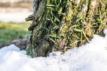 Fototapeta na wymiar young grass on a stump