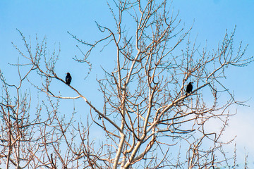 Crows on a dry tree