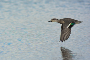 Alzavola (Anas crecca) in volo femmina
