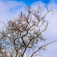 Dry tree against the blue sky