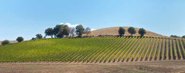 A well-groomed vineyard on a hill, a view of the straight rows of grape bushes from afar