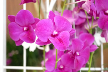 Fototapeta na wymiar Beautiful orchid or pink phalaenopsis orchid flower