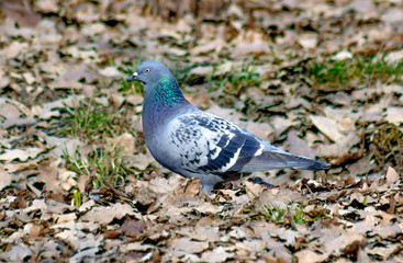 Pigeon in the nature