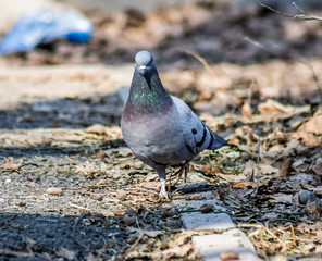 Pigeon in the nature