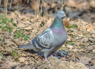 Pigeon in the nature