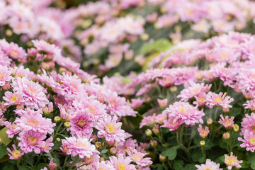 Obraz premium pink Chrysanthemum flowers in the garden