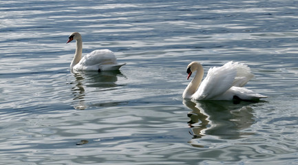 2 Schwäne auf dem See
