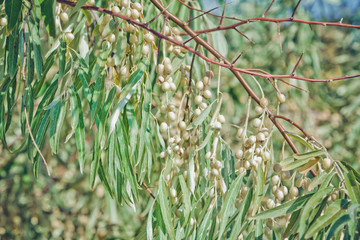 Fototapeta premium Bunches of ripe berries, bitten by birds, on oleaster (elaeangus angustifolia) tree branch