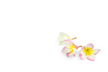 isolated pretty pink frangipani flower on white background