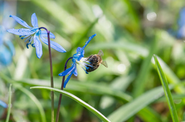 Bee on a blue flower spring snowdrop Scilla Squill