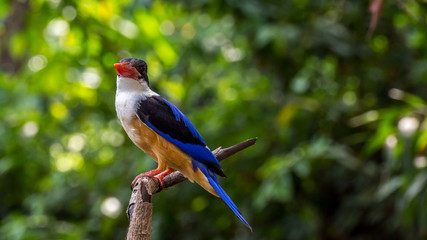 Bird (Black-capped Kingfisher) on a tree