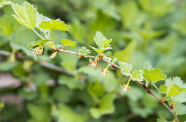 flowers gooseberry blooming on a branch of bush