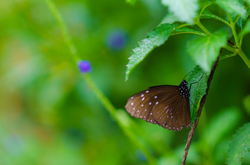 Closeup butterfly on flower