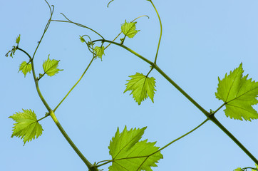 green leaves of grapes on a background of blue sky
