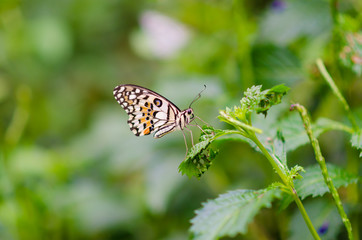 Common Tiger butterfly on a Flower.