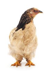 Young chicken.