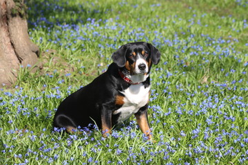 Entelbucher Sennenhund inmitten  von Scillablüten