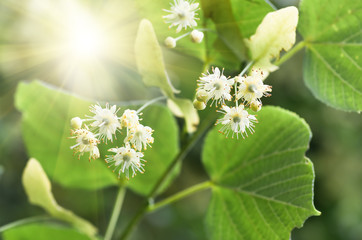 flowers blossoming tree linden tree, spring