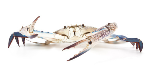 blue crab isolated on white © onairjiw
