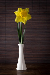 Minimalist composition with daffodil flower in vase