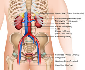 Anatomie Nieren und Harnapparat mit Beschreibung, vector illustration