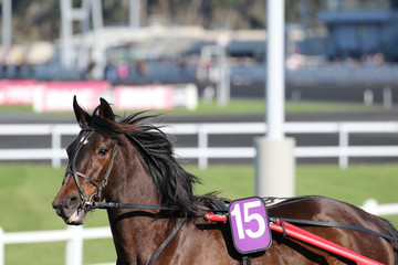 cheval de courses