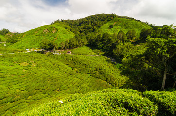 Tea field on mountain at Cameron highland