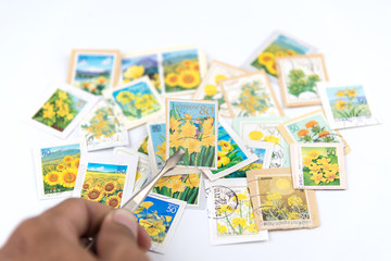 A stamp printed in Japan shows yellow flower collection.