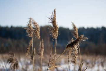 Reed thickets  on a sunny winter morning